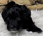 Small Photo #4 Portuguese Water Dog Puppy For Sale in WOODSTOCK, GA, USA