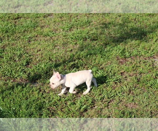 Medium Photo #12 French Bulldog Puppy For Sale in CAPE CORAL, FL, USA