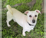 Small #3 Chihuahua Mix