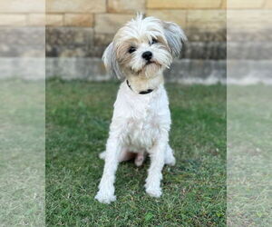 Mal-Shi Dogs for adoption in PIPE CREEK, TX, USA