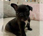 Small Photo #3 French Bulldog Puppy For Sale in EL PASO, TX, USA