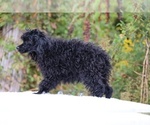 Small #21 Poodle (Toy)