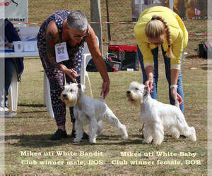 Mother of the Schnauzer (Miniature) puppies born on 02/23/2023