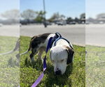 Small #5 Basschshund
