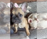 Small #5 French Bulldog