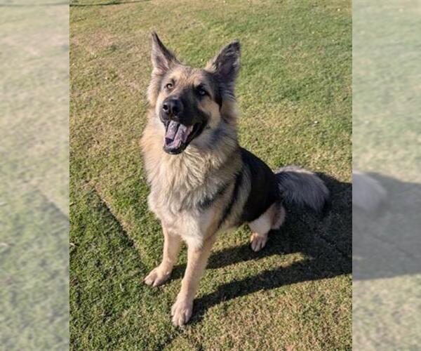 Medium Photo #1 German Shepherd Dog-Unknown Mix Puppy For Sale in Redlands, CA, USA