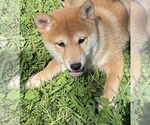 Small #4 Shiba Inu