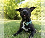 Small #5 Labrador Retriever Mix
