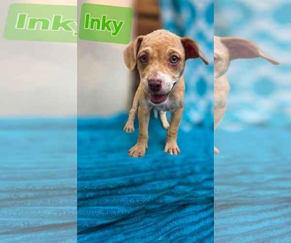 Medium Photo #1 Chihuahua-Unknown Mix Puppy For Sale in Oakhurst, NJ, USA