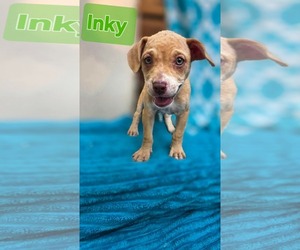 Inky- Pac Man Litter - Female Chihuahua-Unknown Mix Dog for Adoption