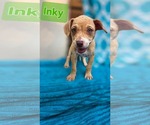 Inky- Pac Man Litter - Female Chihuahua-Unknown Mix Dog for Adoption - Small photo
