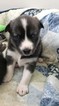 Small Photo #2 Pomsky Puppy For Sale in MIDDLETOWN, OH, USA