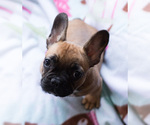 Small Photo #4 French Bulldog Puppy For Sale in BAY VIEW, WI, USA