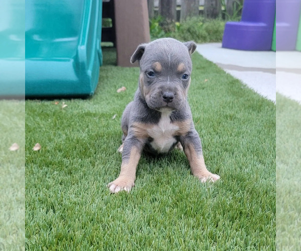 Medium Photo #5 American Bully Puppy For Sale in NEW BERN, NC, USA