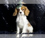 Puppy Bear AKC Cavalier King Charles Spaniel