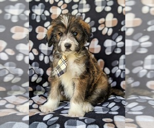 Poodle (Standard)-Siberian Husky Mix Puppy for sale in KIRKWOOD, PA, USA