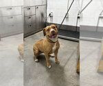 *SHELLY - Female Mutt Dog for Adoption - Small photo