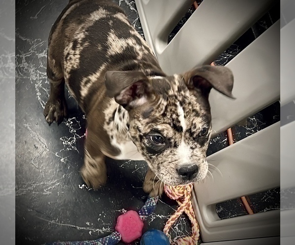 Medium Photo #18 American Bully Puppy For Sale in REESEVILLE, WI, USA
