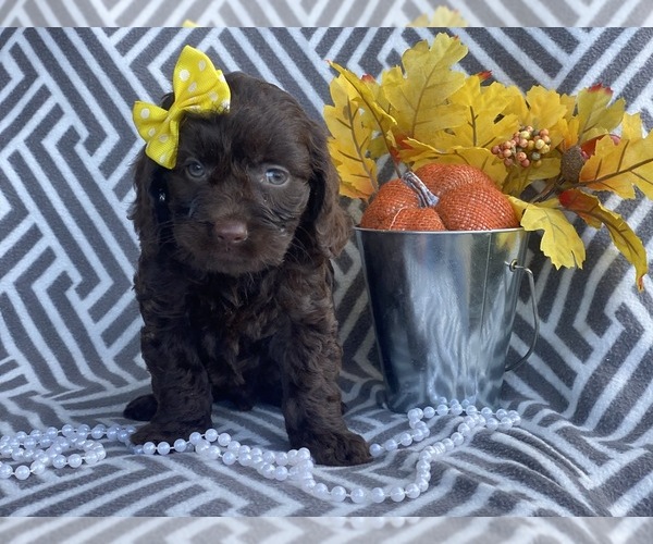 View Ad: Cocker Spaniel-Poodle (Miniature) Mix Puppy for Sale In Singapore