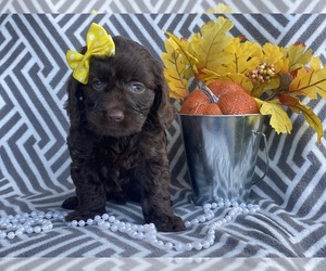Cocker Spaniel-Poodle (Miniature) Mix Puppy for sale in CEDAR LANE, PA, USA
