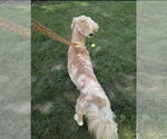 Small #6 Golden Retriever Mix
