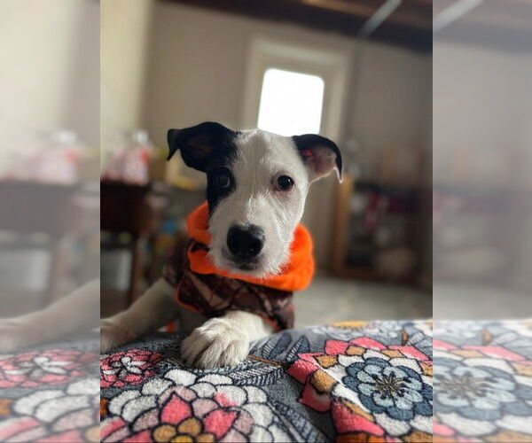 Medium Photo #1 Mutt Puppy For Sale in San Leon, TX, USA