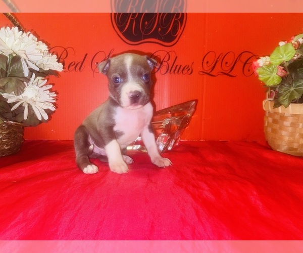 Medium Photo #2 American Pit Bull Terrier Puppy For Sale in TRENTON, NJ, USA