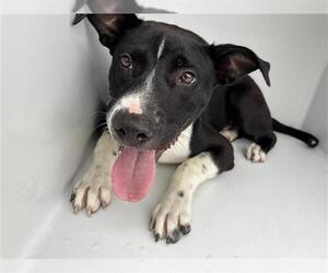 Labrador Retriever-Unknown Mix Dogs for adoption in Houston, TX, USA
