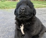 Puppy Oreo Newfoundland