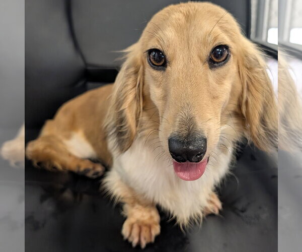 Medium Photo #5 Dachshund Puppy For Sale in Shelbyville, TN, USA