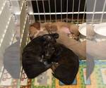 Small Photo #12 Dachshund Puppy For Sale in LAKEBAY, WA, USA