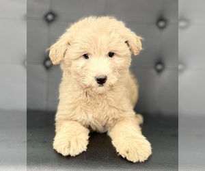 Australian Shepherd-Poodle (Toy) Mix Puppy for sale in CINCINNATI, OH, USA