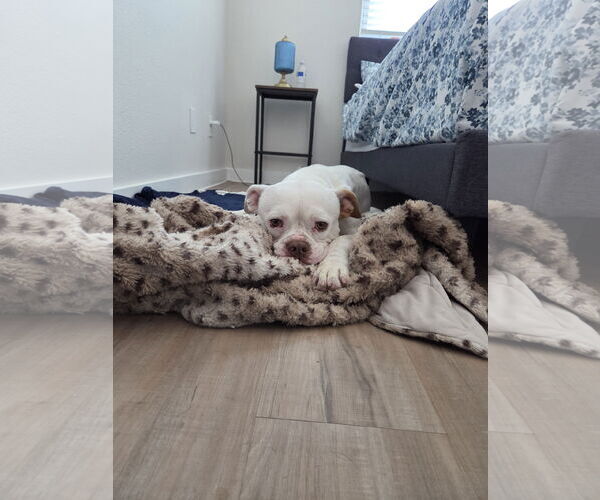 Medium Photo #4 Bulloxer Puppy For Sale in Dallas, TX, USA