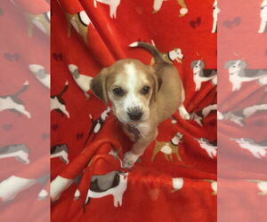 Beagle-Unknown Mix Dogs for adoption in Holly Springs, NC, USA