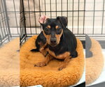 Small Photo #2 Dachshund-Unknown Mix Puppy For Sale in Greenville, SC, USA