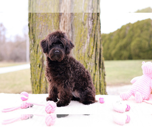 Havanese-Poodle (Toy) Mix Puppy for Sale in SYRACUSE, Indiana USA