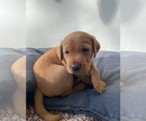 Labrador Retriever Puppy for sale in LOS ANGELES, CA, USA