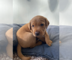 Small Labrador Retriever