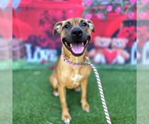 Redbone Coonhound-Unknown Mix Dogs for adoption in Long Beach, CA, USA