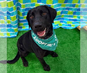 Medium Labrador Retriever