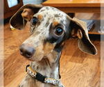 Small #1 Dachshund