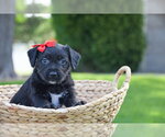 Small #1 Mutt