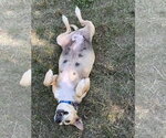Small #1 Mountain Cur-Rhodesian Ridgeback Mix