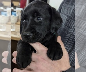 Labrador Retriever Puppy for sale in FLINT, MI, USA