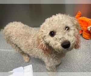 Poodle (Miniature)-Unknown Mix Dogs for adoption in Orange, CA, USA