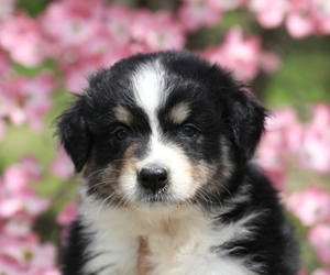 Australian Shepherd Puppy for sale in WESTFIELD, MA, USA