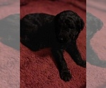 Small Photo #4 Goldendoodle-Poodle (Standard) Mix Puppy For Sale in LAS VEGAS, NV, USA