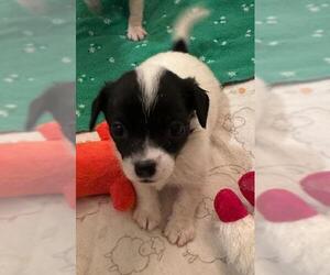 Chiweenie Dogs for adoption in Los Angeles, CA, USA