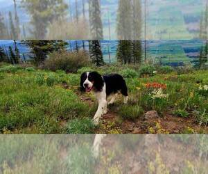 Father of the English Springer Spaniel puppies born on 11/16/2025