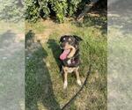 Small German Shepherd Dog-Siberian Husky Mix